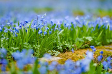 Bernardine mezarlığındaki güneşli bir günde açan mavi scilla siberica bahar çiçekleri, Litvanya 'nın Vilnius kentindeki en eski üç mezarlıktan biri.