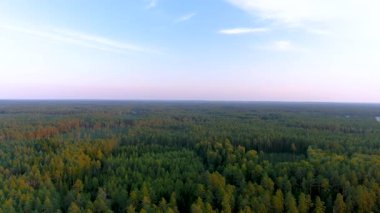 Dzukija bölgesinde bir yaz akşamında çam ormanının hava günbatımı manzarası. Uçsuz bucaksız kozalaklı ağaçların güzel kuşların göz manzarası. Litvanya.