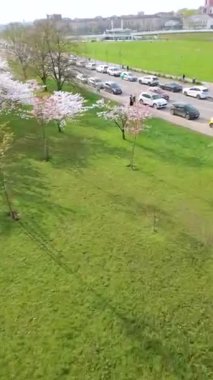 Vilnius şehir merkezinde çiçek açan sakura parkının güzel dikey FPV görüntüsü. Sugihara kiraz ağacı bahçesi güneşli bir nisan akşamı çiçek açıyor. Litvanya, Vilnius 'ta İlkbahar.