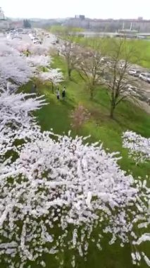 Vilnius şehir merkezinde çiçek açan sakura parkının güzel dikey FPV görüntüsü. Sugihara kiraz ağacı bahçesi güneşli bir nisan akşamı çiçek açıyor. Litvanya, Vilnius 'ta İlkbahar.