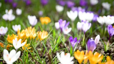 Parkta çiçek açan çiçek. Bahar manzarası. Doğada güzellik. Ağır çekimde yakın çekim.