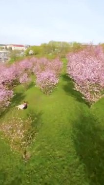 Vilnius şehir merkezinde çiçek açan sakura parkının güzel dikey FPV görüntüsü. Sugihara kiraz ağacı bahçesi güneşli bir nisan akşamı çiçek açıyor. Litvanya, Vilnius 'ta İlkbahar.