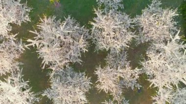 Vilnius şehir merkezindeki çiçek açan sakura parkının yukarıdan aşağıya doğru dönen güzel manzarası. Sugihara kiraz ağacı bahçesi güneşli bir nisan akşamı çiçek açıyor. Litvanya, Vilnius 'ta İlkbahar.