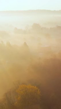Sonbaharda sarı ve turuncu yapraklı güzel sisli ormanın hava manzarası. Kuşlar sabahın köründe ağaçları ve nehri görür. Litvanya, Vilnius 'ta sonbahar şehir parkı manzarası.