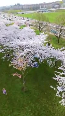 Vilnius şehir merkezinde çiçek açan sakura parkının güzel dikey FPV görüntüsü. Sugihara kiraz ağacı bahçesi güneşli bir nisan akşamı çiçek açıyor. Litvanya, Vilnius 'ta İlkbahar.