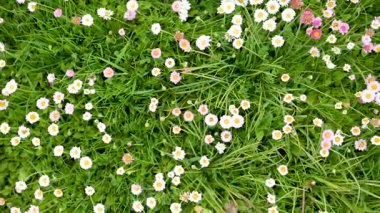 Baharda yeşil çimlerin üzerinde çiçek açan beyaz ve pembe papatyalarla dolu güzel bir çayır. Papatya. Bellis perennis. Yavaş çekim tepeden tırnağa yakın çekim görüntüleri.
