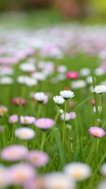 Baharda yeşil çimlerin üzerinde çiçek açan beyaz ve pembe papatyalarla dolu güzel bir çayır. Papatya. Bellis perennis. Dikey yavaş çekim yakın çekim görüntüleri.