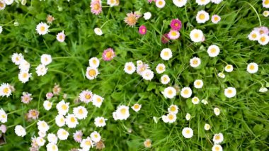 Baharda yeşil çimlerin üzerinde çiçek açan beyaz ve pembe papatyalarla dolu güzel bir çayır. Papatya. Bellis perennis. Yavaş çekim tepeden tırnağa yakın çekim görüntüleri.