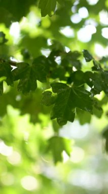 Güzel yeşil akçaağaç yaprakları yağmurlu bir yaz gününde bir ağaç dalında. Kırsal yaşam, doğadaki güzellik..