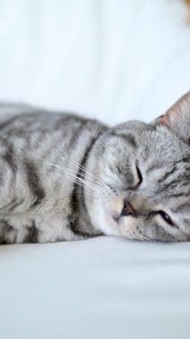 İngiliz gümüşi tekir kedisi oturma odasında kanepede uyuyor. Evcil bir kedinin evde vakit geçirdiği yakın çekim görüntüleri..