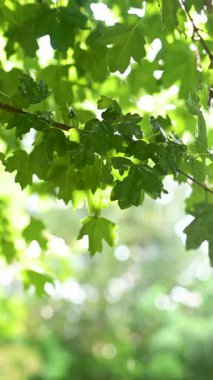 Güzel yeşil akçaağaç yaprakları yağmurlu bir yaz gününde bir ağaç dalında. Kırsal yaşam, doğadaki güzellik..