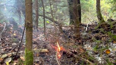 Sonbahar ormanında yanan yapraklardan ve ağaç dallarından yükselen beyaz duman. Orman yangını ekolojik bir felaket. Orman yangını sık ormanlık alana yayılıyor. Yanan Yanma.
