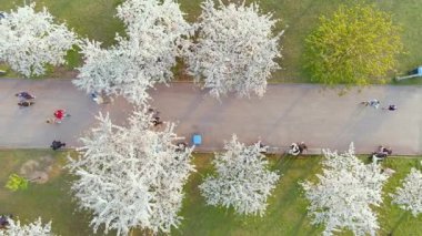 Vilnius şehir merkezinde çiçek açan sakura parkının yukarıdan aşağıya güzel manzarası. Sugihara kiraz ağacı bahçesi güneşli bir nisan akşamı çiçek açıyor. Litvanya, Vilnius 'ta İlkbahar.