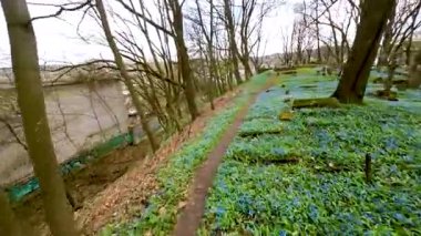 Nisan ayında Bernardine mezarlığında açan mavi scilla siberica bahar çiçekleri, Litvanya 'nın Vilnius kentindeki en eski üç mezarlıktan birinin havadan FPV görüntüsü.