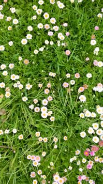 Baharda yeşil çimlerin üzerinde çiçek açan beyaz ve pembe papatyalarla dolu güzel bir çayır. Papatya. Bellis perennis. Yukarıdan aşağı dikey yavaş çekim görüntüsü.