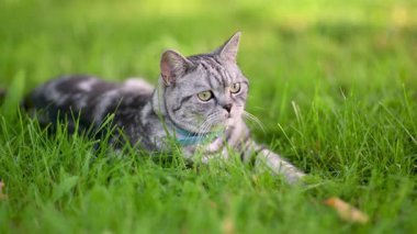 İngiliz gümüşi tekir kedisi güneşli bir yaz gününde arka bahçedeki çimlerde dinleniyor. Bahçede ya da arka bahçede eğlenen genç bir kedinin yavaş çekim görüntüleri..