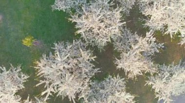 Vilnius şehir merkezindeki çiçek açan sakura parkının yukarıdan aşağıya doğru dönen güzel manzarası. Sugihara kiraz ağacı bahçesi güneşli bir nisan akşamı çiçek açıyor. Litvanya, Vilnius 'ta İlkbahar.