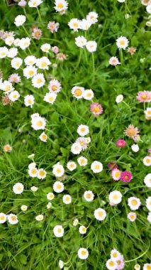 Baharda yeşil çimlerin üzerinde çiçek açan beyaz ve pembe papatyalarla dolu güzel bir çayır. Papatya. Bellis perennis. Yukarıdan aşağı dikey yavaş çekim görüntüsü.