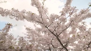 Baharda çiçek açan güzel sakura ağacı. Doğada güzellik. Güneşli bahar gününde açık havada kiraz dalları. B-roll görüntülerini kapat.