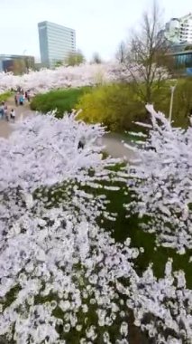 Vilnius şehir merkezinde çiçek açan sakura parkının güzel dikey FPV görüntüsü. Sugihara kiraz ağacı bahçesi güneşli bir nisan akşamı çiçek açıyor. Litvanya, Vilnius 'ta İlkbahar.