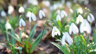 İlkbahar kardelen çiçekleri açık havada çiçek açıyor. Baharın ilk çiçekleri. Yavaş çekim B-roll görüntüleri.