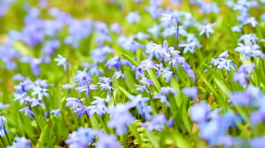 Alpine Hill 'deki bahar bahçesinde açan mavi scilla çiçekleri. Güneşli bir günde güzel mavi bahar çiçekleri. B-roll görüntülerini kapat.