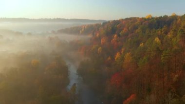 Sonbaharda sarı ve turuncu yapraklı güzel sisli ormanın hava manzarası. Kuşlar sabahın köründe ağaçları ve nehri görür. Litvanya, Vilnius 'ta sonbahar şehir parkı manzarası.
