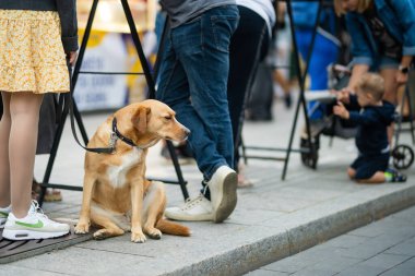VILNIUS, LITHUANIA - 16 Eylül 2024: Litvanya ulusal topluluklarından ustaların sanatlarını, zanaatlarını, ulusal gelenekleri ve geleneklerini sundukları yıllık Uluslar Fuarı 'nda köpek.