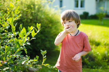 Sıcak ve güneşli bir yaz gününde organik yaban mersini çiftliğinde taze böğürtlen toplayan tatlı bir çocuk. Küçük çocuklar için taze sağlıklı organik yiyecekler. Yazın aile aktiviteleri.