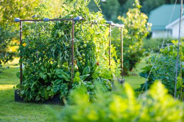Çalıların üzerinde taze taze organik domates yetiştirmek. Çiftlikte kendi meyve ve sebzelerini yetiştiriyorlar. Bahçıvanlık ve kendi kendine yeten yaşam tarzı.