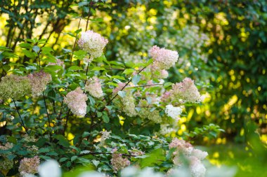 Ortanca ağaçlarının narin pembe çiçekleri yazın alçak akşam güneşiyle aydınlanır. Hortensiya yaz bahçesinde çiçek açıyor. Doğada güzellik.