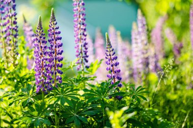 Güzel mor lupinler yaz günü çiçek açıyor. Bir grup lupin yaz çiçeği arkaplanı.