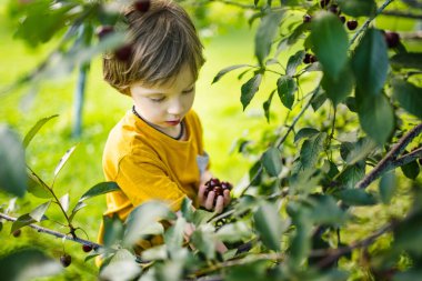 Güneşli yaz gününde ağaçtan toplanan taze organik kirazları yiyen tatlı küçük çocuk. Çocuk dışarıda kiraz bahçesinde eğleniyor..