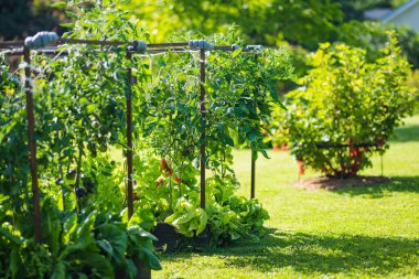 Çalıların üzerinde taze taze organik domates yetiştirmek. Çiftlikte kendi meyve ve sebzelerini yetiştiriyorlar. Bahçıvanlık ve kendi kendine yeten yaşam tarzı.