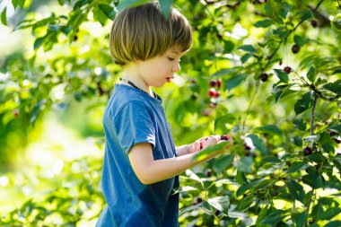 Güneşli yaz gününde ağaçtan toplanan taze organik kirazları yiyen tatlı küçük çocuk. Çocuk dışarıda kiraz bahçesinde eğleniyor..