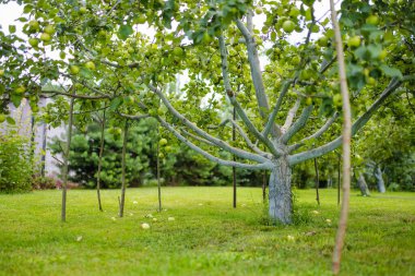 Bir meyve bahçesinde meyve yetiştirmenin ağırlığını taşımak için elma ağacı dallarının altına yerleştirilmiş tahta destek çubukları. Bahçede kendi elmalarını yetiştiriyor..