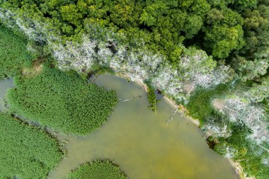 Litvanya 'daki Curonian Tükürüğü' nün yukarıdan aşağıya bakan görüntüsü, altında koyu beyaz ağaçlar, yoğun yeşil yapraklar ve sakin su bulunan eşsiz bir karabatak yuvasını ortaya çıkarıyor..
