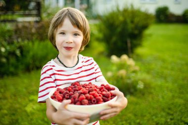Güneşli yaz gününde taze organik ahududu yiyen tatlı küçük çocuk. Ahududu çiftliğinde eğlenen bir çocuk..