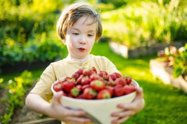 Güneşli yaz gününde taze organik çilek yiyen tatlı küçük çocuk. Çilek çiftliğinde eğlenen bir çocuk..