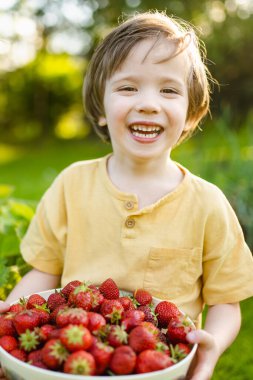 Güneşli yaz gününde taze organik çilek yiyen tatlı küçük çocuk. Çilek çiftliğinde eğlenen bir çocuk..