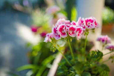 Parlak pembe ve beyaz sardunyalar, yemyeşil yapraklar ve yumuşak, güneşli bir atmosferle çevrili bir verandada canlı bir şekilde çiçek açarlar..