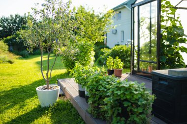 Ahşap bir güvertede saksıları olan güneşli bir bahçe, yemyeşil yemyeşil, ve arka planda rahat bir ev huzurlu bir yaz ortamı yaratır..