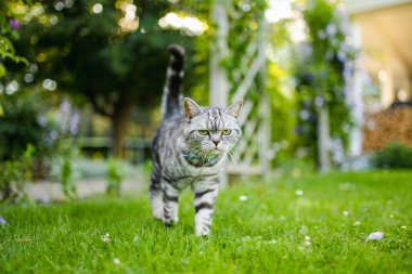 Genç oyuncu İngiliz steyşın gümüş tekir kedisi arka bahçede dinleniyor. Sarı gözlü, muhteşem mavi-gri kedi bahçede ya da arka bahçede eğleniyor. Evdeki evcil hayvan.