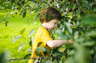 Güneşli yaz gününde ağaçtan toplanan taze organik kirazları yiyen tatlı küçük çocuk. Çocuk dışarıda kiraz bahçesinde eğleniyor..