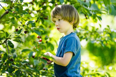 Güneşli yaz gününde ağaçtan toplanan taze organik kirazları yiyen tatlı küçük çocuk. Çocuk dışarıda kiraz bahçesinde eğleniyor..