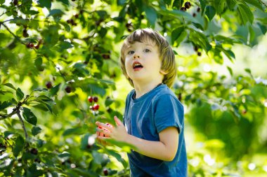 Güneşli yaz gününde ağaçtan toplanan taze organik kirazları yiyen tatlı küçük çocuk. Çocuk dışarıda kiraz bahçesinde eğleniyor..