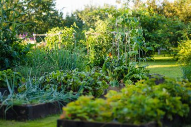 Yaz mevsiminde yenilebilir bitkiler yetiştiriyorum. Çiftlikte kendi otlarını ve sebzelerini yetiştiriyorlar. Bahçıvanlık ve kendi kendine yeten yaşam tarzı.