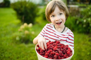 Güneşli yaz gününde taze organik ahududu yiyen tatlı küçük çocuk. Ahududu çiftliğinde eğlenen bir çocuk..