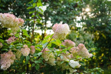 Ortanca ağaçlarının narin pembe çiçekleri yazın alçak akşam güneşiyle aydınlanır. Hortensiya yaz bahçesinde çiçek açıyor. Doğada güzellik.