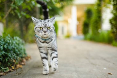 Genç oyuncu İngiliz steyşın gümüş tekir kedisi arka bahçede dinleniyor. Sarı gözlü, muhteşem mavi-gri kedi bahçede ya da arka bahçede eğleniyor. Evdeki evcil hayvan.